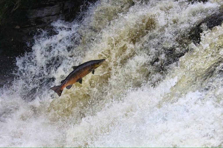 Fishing on the River Nith